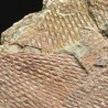 Graptolito Araneograptus