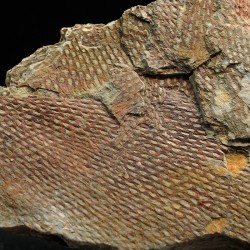 Graptolito Araneograptus