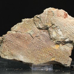 Graptolito Araneograptus