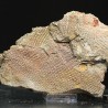 Graptolito Araneograptus