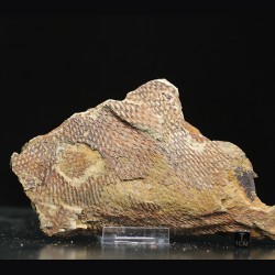 Graptolito Araneograptus