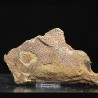 Graptolito Araneograptus