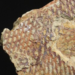 Graptolito Araneograptus