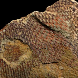 Graptolito Araneograptus