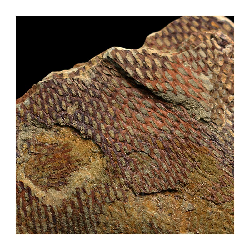 Graptolito Araneograptus
