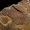 Graptolito Araneograptus