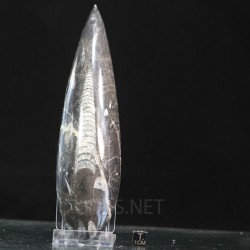 Orthoceras michelinoceras s.p. fosil