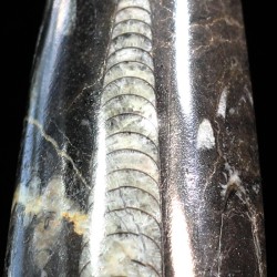 Orthoceras michelinoceras s.p. fosil