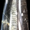 Orthoceras michelinoceras s.p. fosil