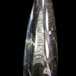 Orthoceras michelinoceras s.p. fosil
