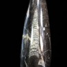 Orthoceras michelinoceras s.p. fosil