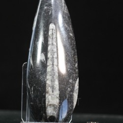 Orthoceras michelinoceras s.p. fosil