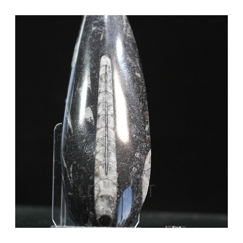 Orthoceras michelinoceras s.p. fosil