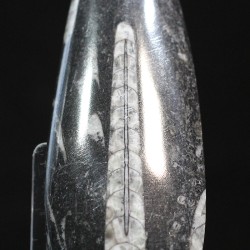 Orthoceras michelinoceras s.p. fosil