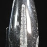 Orthoceras michelinoceras s.p. fosil