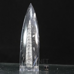 Orthoceras michelinoceras s.p. fosil