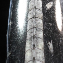 Orthoceras michelinoceras s.p. fosil