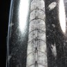 Orthoceras michelinoceras s.p. fosil