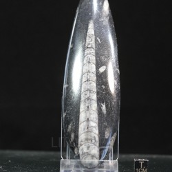 Orthoceras michelinoceras s.p. fosil