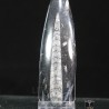 Orthoceras michelinoceras s.p. fosil