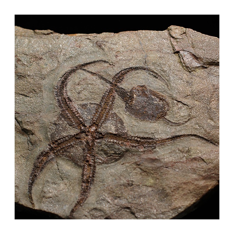 Ofiura y carpoideo