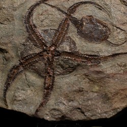 Ofiura y carpoideo