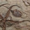 Ofiura y carpoideo