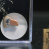 Meteorito lunar brecha anortosita
