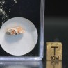 Meteorito lunar brecha anortosita