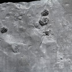Trilobites Bolaspidella housensis