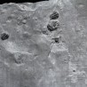 Trilobites Bolaspidella housensis