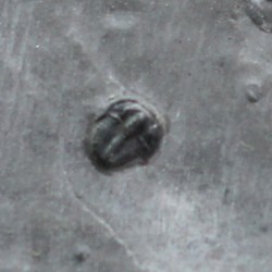 Trilobites Bolaspidella housensis