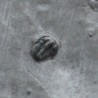Trilobites Bolaspidella housensis