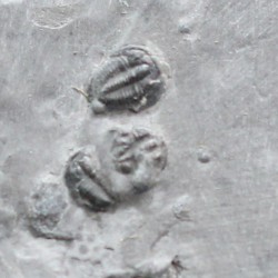 Trilobites Bolaspidella housensis