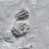 Trilobites Bolaspidella housensis