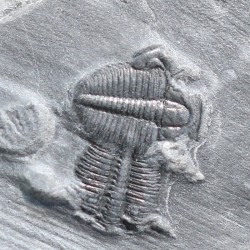 Trilobites Bolaspidella housensis