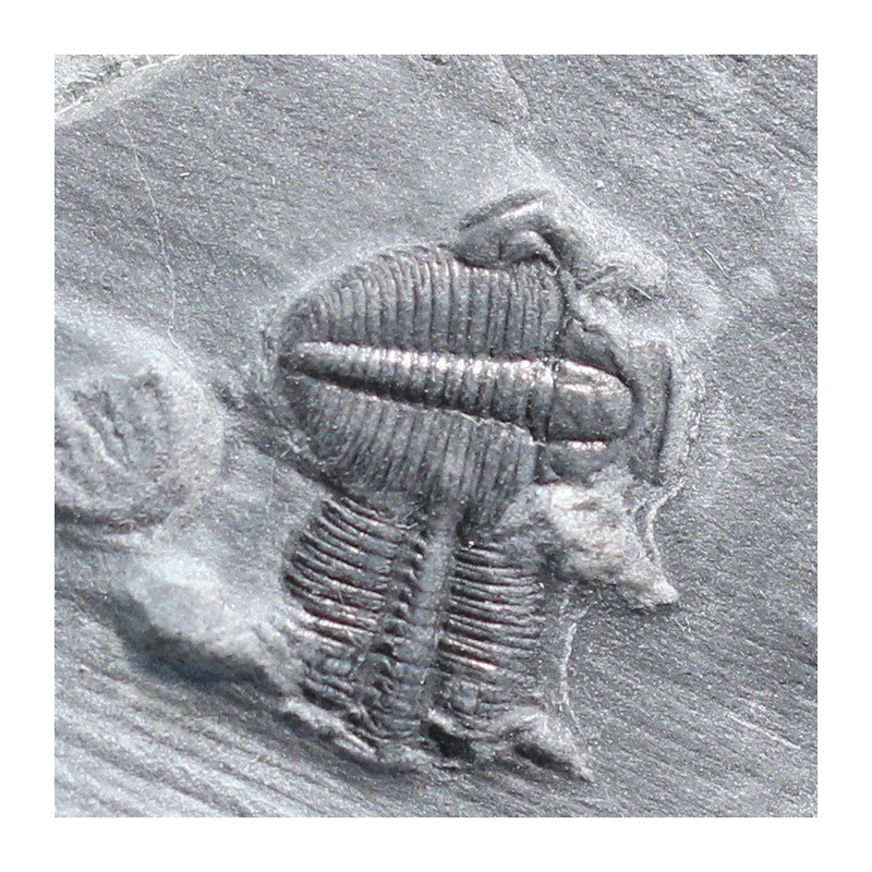 Trilobites Bolaspidella housensis