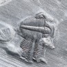 Trilobites Bolaspidella housensis