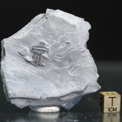 Trilobites Bolaspidella housensis