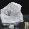 Trilobites Bolaspidella housensis