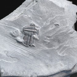 Trilobites Bolaspidella housensis