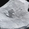 Trilobites Bolaspidella housensis