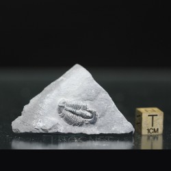 Trilobites Bolaspidella housensis