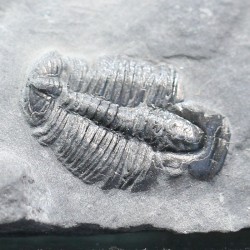 Trilobites Bolaspidella housensis