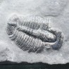 Trilobites Bolaspidella housensis