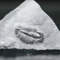 Trilobites Bolaspidella housensis