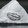 Trilobites Bolaspidella housensis