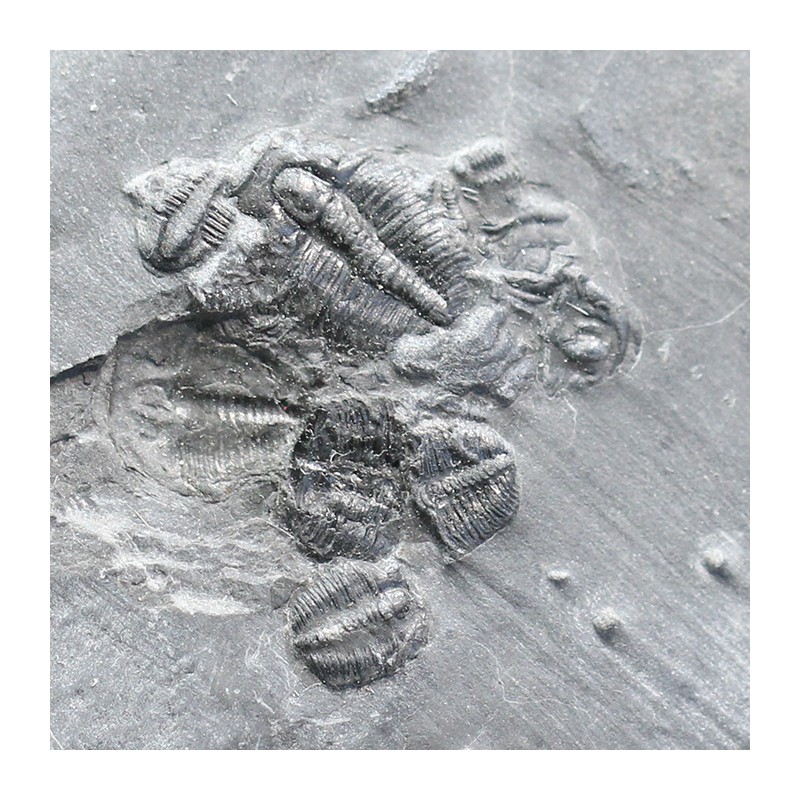 Trilobites Bolaspidella housensis
