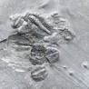 Trilobites Bolaspidella housensis