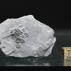 Trilobites Bolaspidella housensis